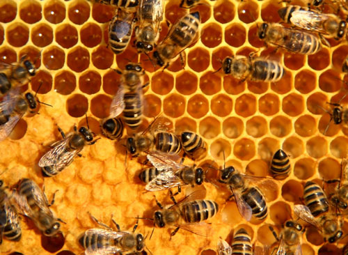 Infosec Analogies from the Bee Hive – Beekeepers and CSOs – Part 1