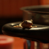 The Art of Boiling Frogs (And Teaching Executives)