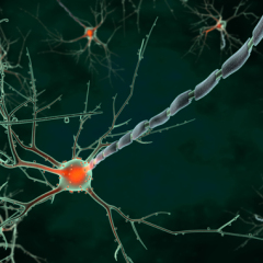 Your Organization’s Central Nervous System: SIEM and Monitoring
