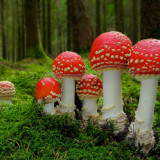 Public Wi-Fi Networks Are Like Mushrooms