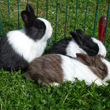 Lessons Learned From Trying To Keep Rabbits Inside Their Cage